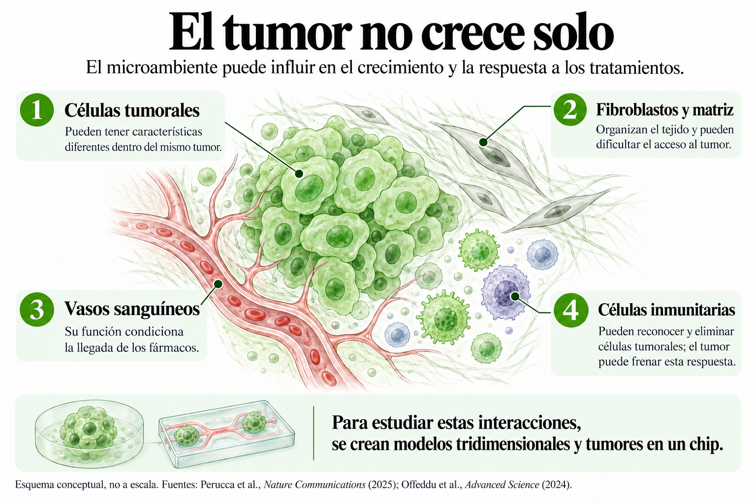 Ilustración del microambiente de un tumor de mama, con células tumorales, fibroblastos, matriz extracelular, vasos sanguíneos y células inmunitarias. El esquema muestra cómo estos elementos pueden influir en el crecimiento tumoral y la respuesta a los tratamientos, e incluye modelos 3D y tumores en un chip.