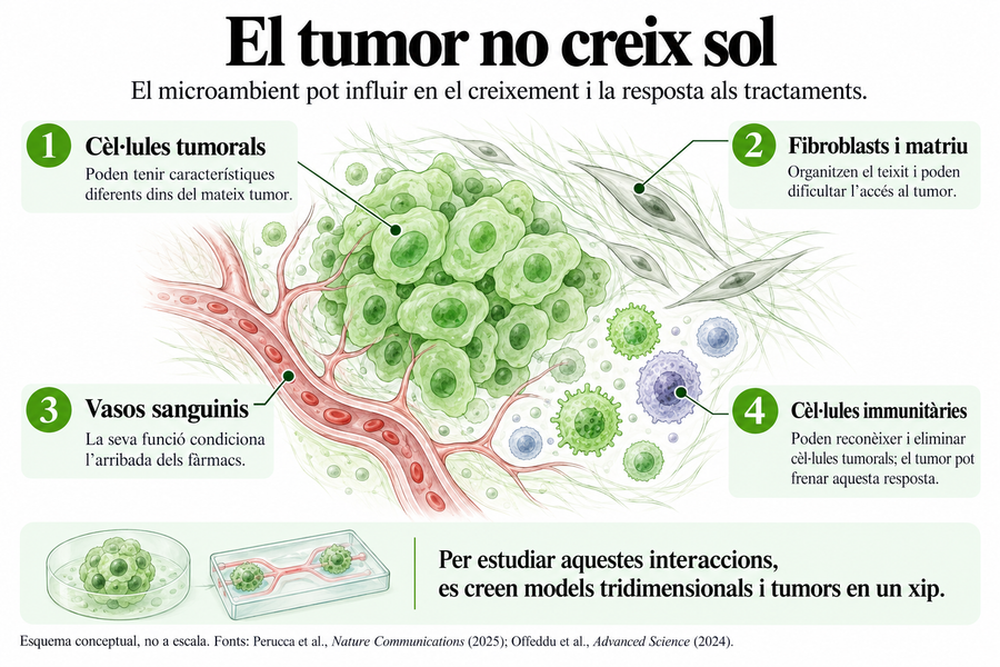Il·lustració del microambient d'un tumor de mama, amb cèl·lules tumorals, fibroblasts, matriu extracel·lular, vasos sanguinis i cèl·lules immunitàries. L'esquema mostra com aquests elements poden influir en el creixement del tumor i la resposta als tractaments, i inclou models 3D i tumors en un xip.