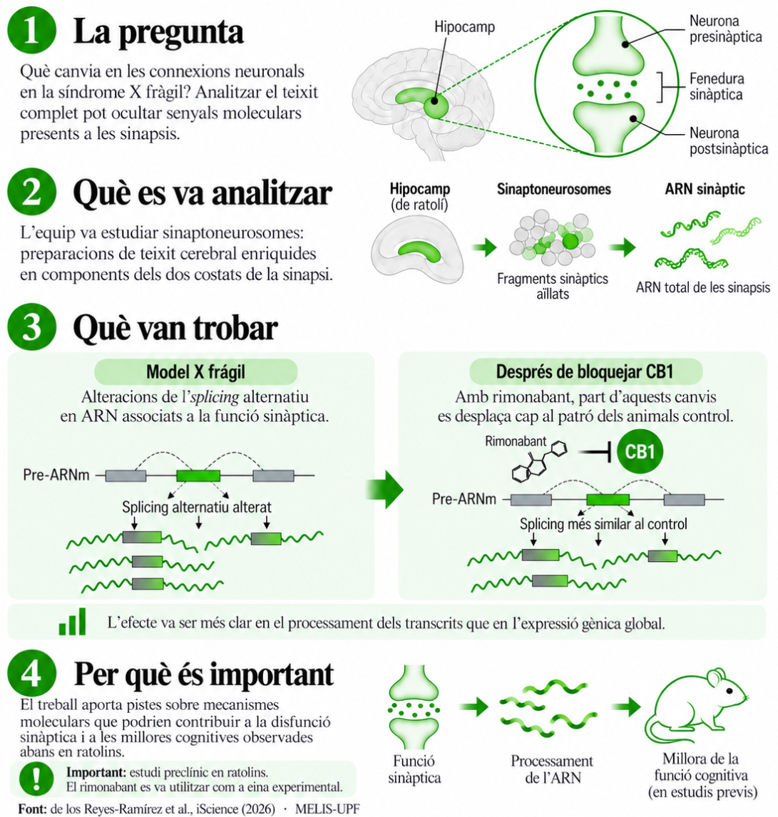 Infografia vertical sobre un estudi del MELIS-UPF en la síndrome X fràgil. El títol diu: “Una mirada a les sinapsis revela canvis de l’ARN en la síndrome X fràgil”. El subtítol explica que l’estudi va analitzar sinaptoneurosomes de l’hipocamp i va detectar alteracions de l’splicing alternatiu, part de les quals es desplacen cap al patró control en bloquejar el receptor CB1 amb rimonabant. La infografia s’organitza en quatre blocs numerats en verd. El primer, “La pregunta”, mostra un cervell amb l’hipocamp ressaltat i una sinapsi, i planteja què canvia en les connexions neuronals en la síndrome X fràgil. El segon, “Què es va analitzar”, mostra un esquema del pas d’hipocamp de ratolí a sinaptoneurosomes i després a ARN sinàptic. El tercer, “Què van trobar”, compara dues situacions: el model X fràgil, amb splicing alternatiu alterat en ARN associats a la funció sinàptica, i la situació després de bloquejar CB1 amb rimonabant, en què part dels canvis es desplacen cap al patró control. Una franja destacada indica que l’efecte va ser més clar en el processament dels transcrits que en l’expressió gènica global. El quart bloc, “Per què és important”, mostra icones de sinapsi, ARN i ratolí, i explica que l’estudi aporta pistes sobre mecanismes moleculars relacionats amb la disfunció sinàptica i amb millores cognitives observades prèviament en ratolins. Al final s’indica que és un estudi preclínic en ratolins i que el rimonabant es va utilitzar com a eina experimental. La font és de los Reyes-Ramírez et al., iScience, 2026, MELIS-UPF.