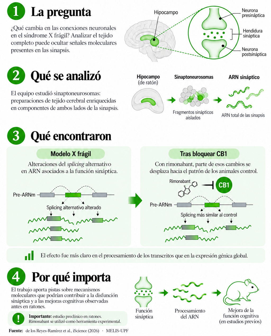 Infografía vertical sobre un estudio del MELIS-UPF en el síndrome X frágil. El título dice: “Una mirada a las sinapsis revela cambios del ARN en el síndrome X frágil”. El subtítulo explica que el estudio analizó sinaptoneurosomas del hipocampo y detectó alteraciones del splicing alternativo, parte de las cuales se desplazan hacia el patrón control al bloquear el receptor CB1 con rimonabant. La infografía está organizada en cuatro bloques numerados en verde. El primero, “La pregunta”, muestra un cerebro con el hipocampo resaltado y una sinapsis, y plantea qué cambia en las conexiones neuronales en el síndrome X frágil. El segundo, “Qué se analizó”, muestra un esquema del paso de hipocampo de ratón a sinaptoneurosomas y después a ARN sináptico. El tercero, “Qué encontraron”, compara dos situaciones: el modelo X frágil, con splicing alternativo alterado en ARN asociados a la función sináptica, y la situación tras bloquear CB1 con rimonabant, en la que parte de esos cambios se desplazan hacia el patrón control. Una franja destacada indica que el efecto fue más claro en el procesamiento de los transcritos que en la expresión génica global. El cuarto bloque, “Por qué importa”, muestra iconos de sinapsis, ARN y ratón, y explica que el estudio aporta pistas sobre mecanismos moleculares relacionados con la disfunción sináptica y con mejoras cognitivas observadas previamente en ratones. Al final se indica que es un estudio preclínico en ratones y que el rimonabant se utilizó como herramienta experimental. La fuente es de los Reyes-Ramírez et al., iScience, 2026, MELIS-UPF.